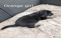 Mixed Breed dogs for sale: Golden Shepherd Puppies  - Image 24