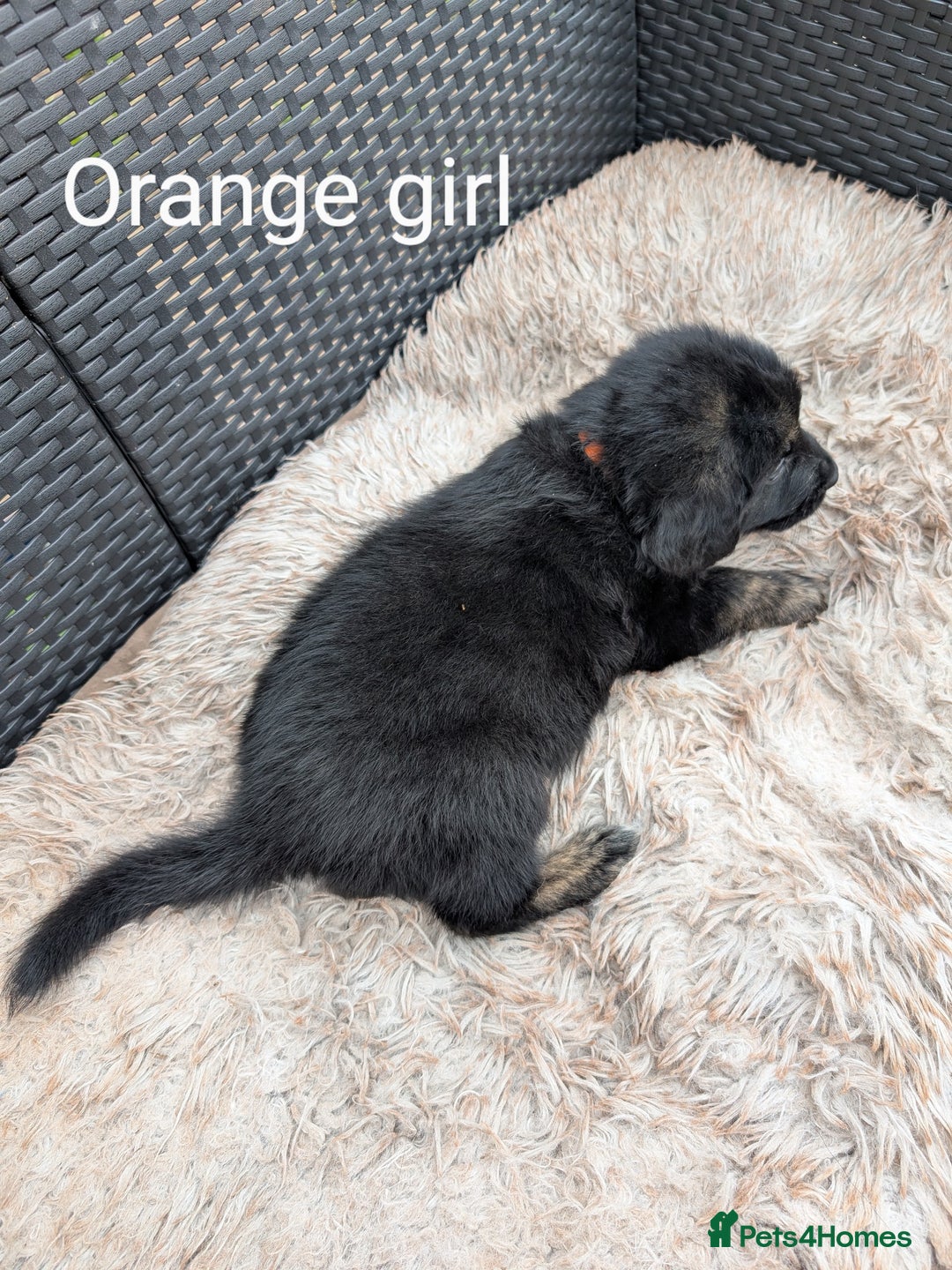 Mixed Breed dogs for sale: Golden Shepherd Puppies  - Image 24
