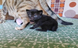 Mixed Breed cats for sale: 6 Gorgeous Kittens Looking for Forever Homes  - Image 34