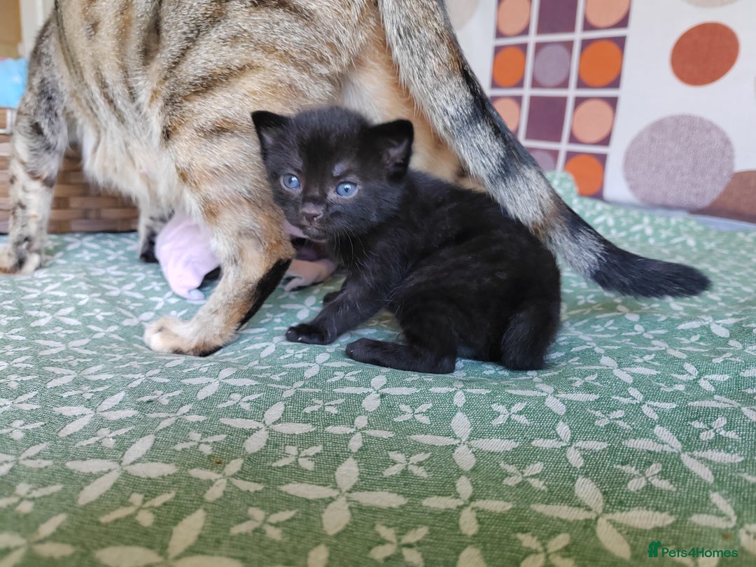Mixed Breed cats for sale: 6 Gorgeous Kittens Looking for Forever Homes  - Image 34
