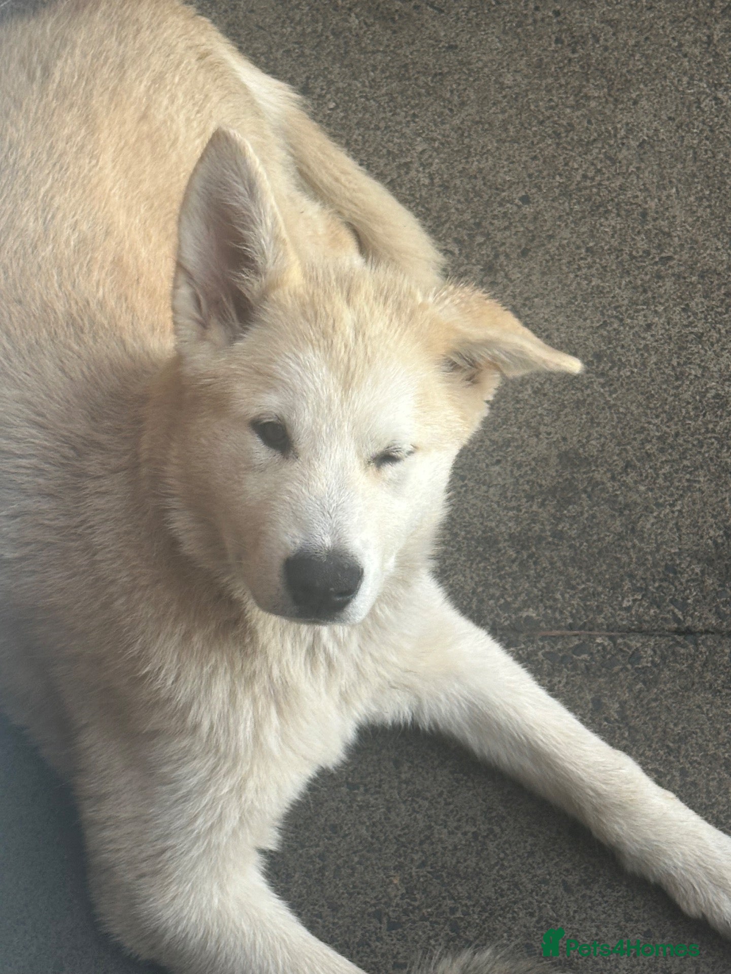 Alaskan Malamute dogs 2 females and 2 males left - Advert 2