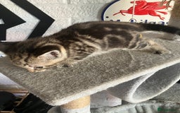 Mixed Breed cats for sale: 3 beautiful kittens  - Image 6