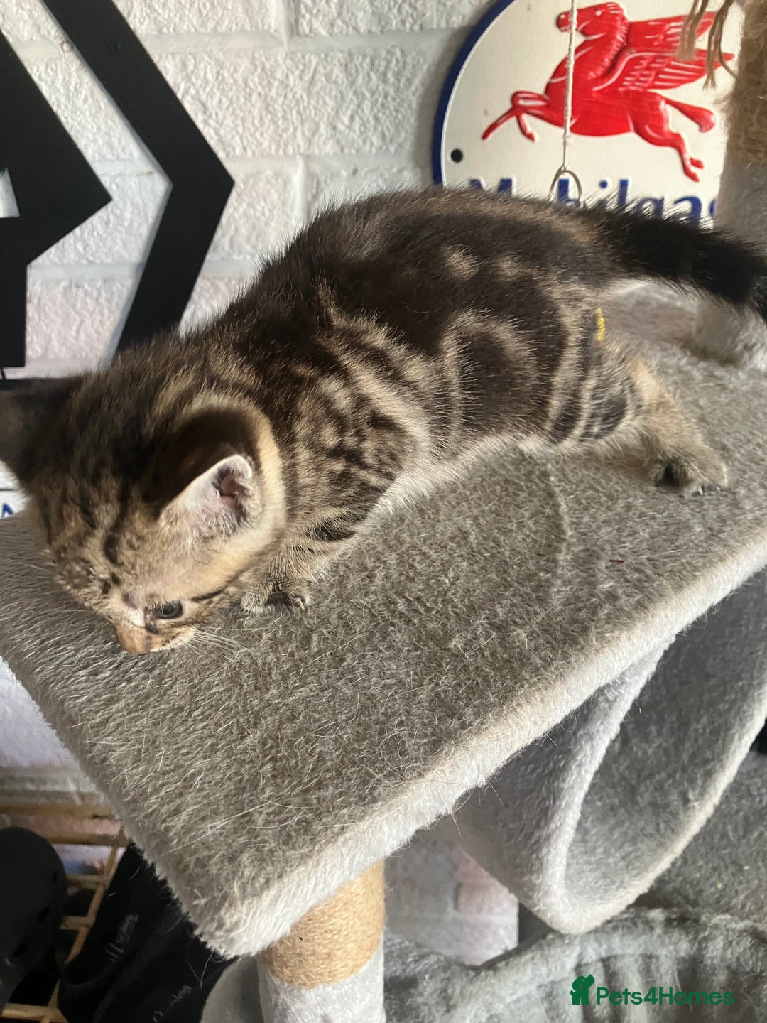 Mixed Breed cats for sale: 3 beautiful kittens  - Image 6