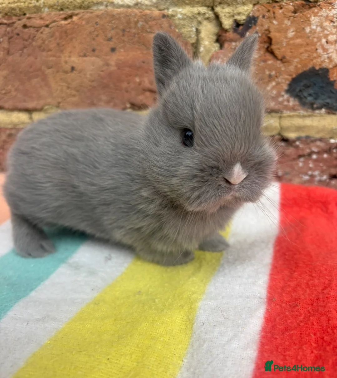 Netherland Dwarf rabbits for sale: Sweet Netherland dwarf bunnies  - Advert 5