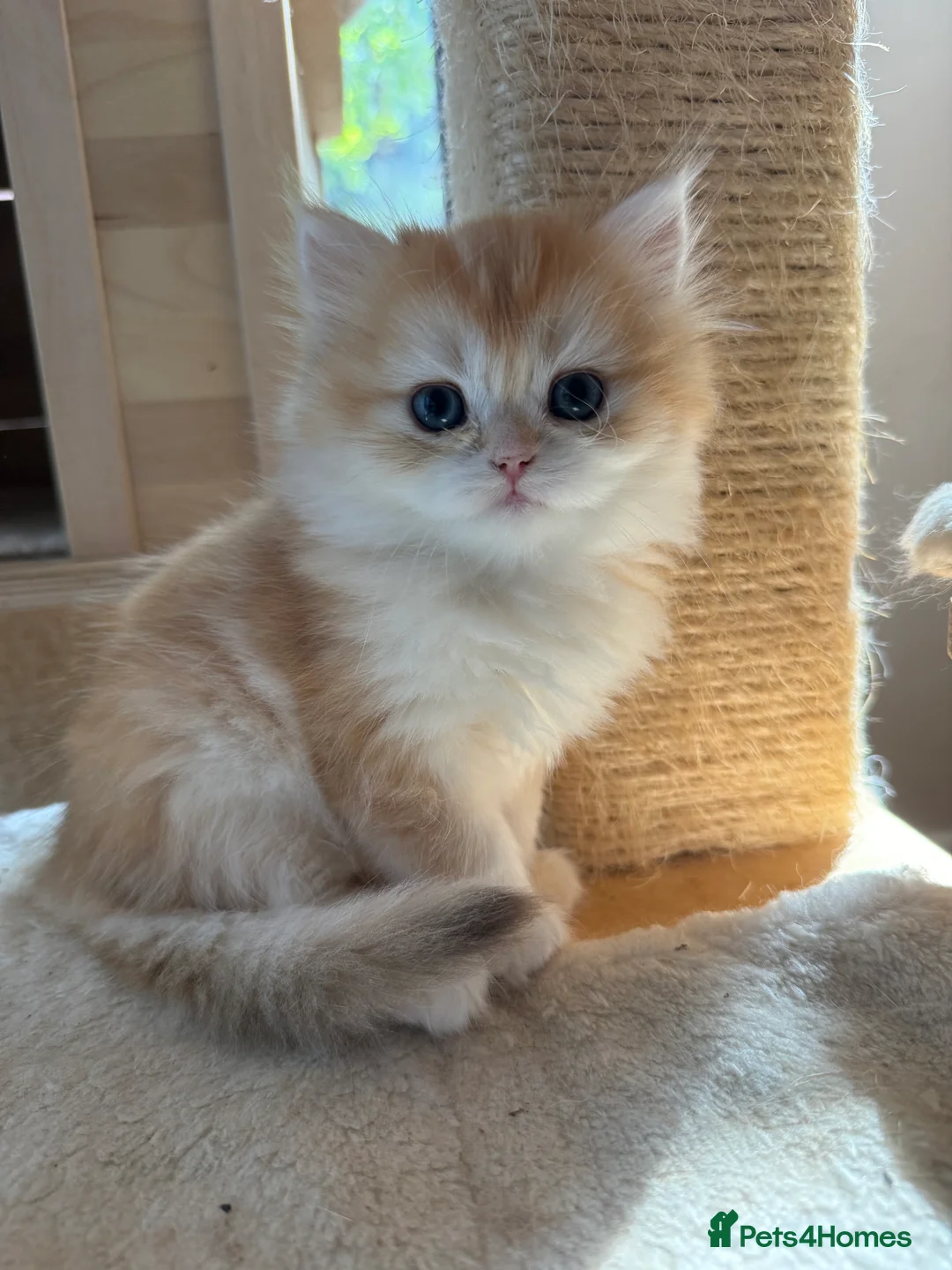 British Shorthair cats for sale: GCCF reg BLH Chocolate Golden Odd Eyes Male Kitten - Advert 15