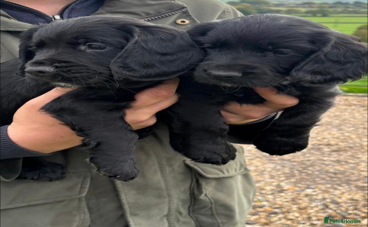 Cocker Spaniel dogs - Advert 3