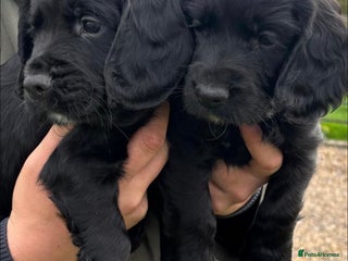 Cocker Spaniel dogs - Advert 35