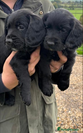 Cocker Spaniel dogs - Advert 16