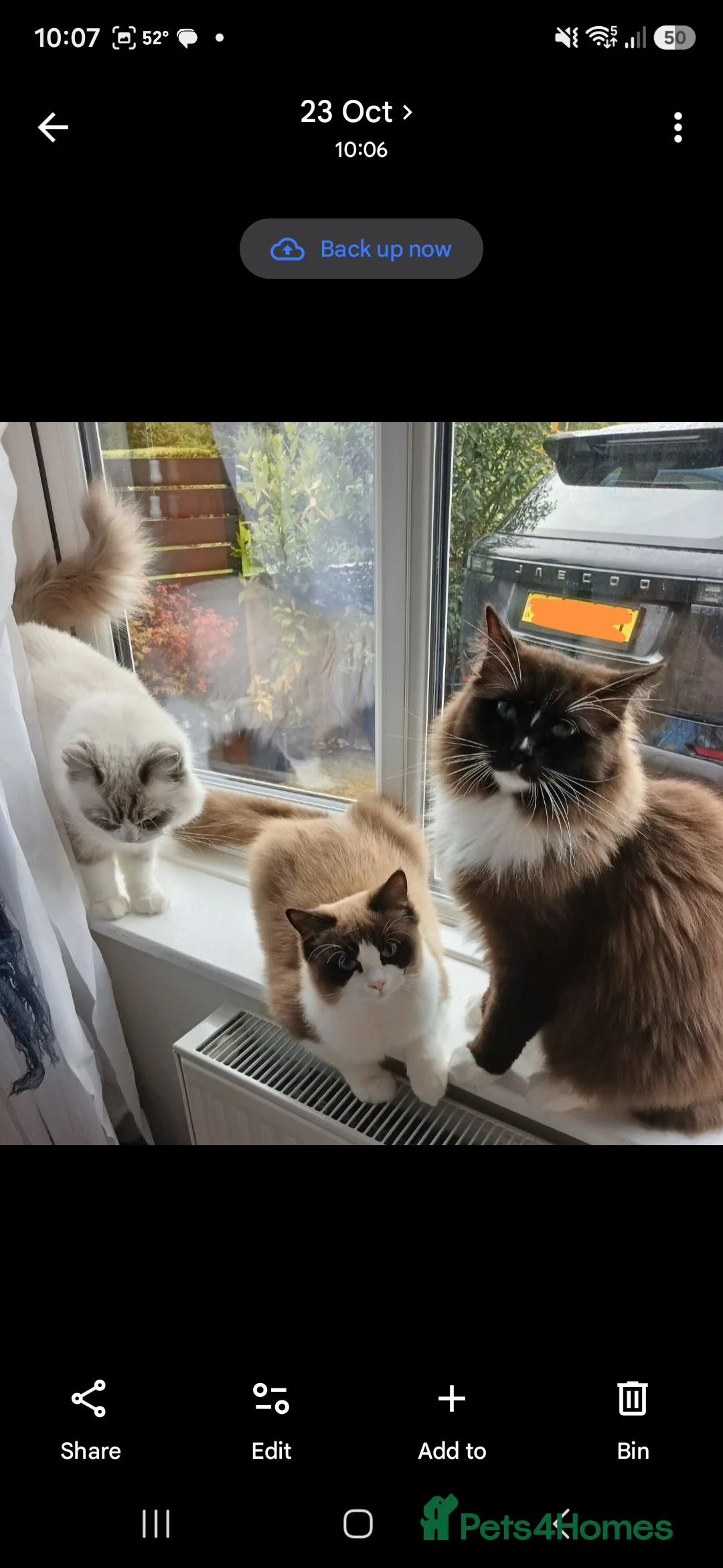 Ragdoll cats for sale: Beautiful Ragdoll Kitten - Advert 2