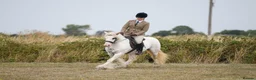Irish Cob horses for sale: Big Betty in Huntingdon - Advert 14