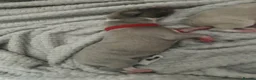 Whippet dogs for sale: Pedigree Pure Breed Whippet Puppies - Advert 6