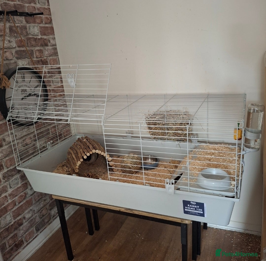 Guinea Pig rodents for sale: Guinea pigs and huge set up (huge deal) - Advert 11