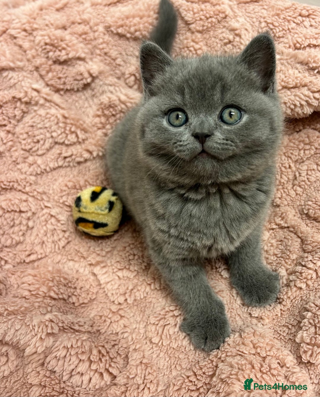 British Shorthair cats for sale: GCCF British Shorthair for Sale - Advert 17