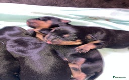 Rottweiler dogs for sale: Rottweiler  - Advert 9