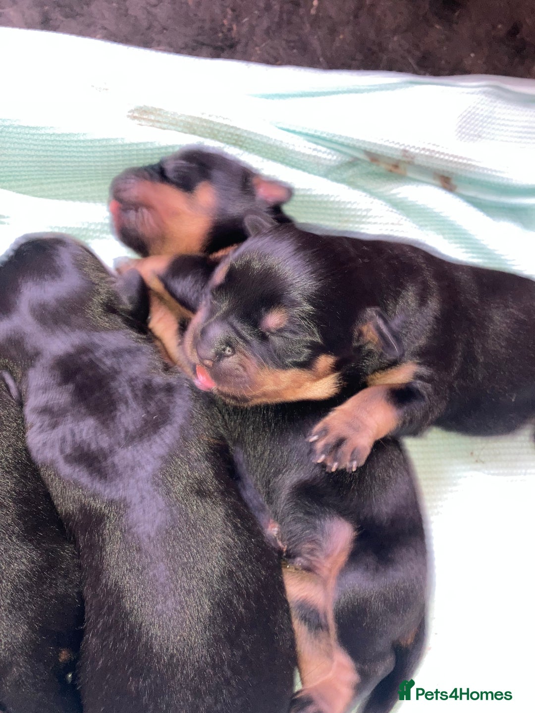 Rottweiler dogs for sale: Rottweiler  - Advert 9