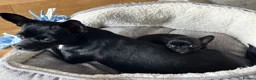 Chihuahua dogs for sale: Gorgeous Chihuahua Puppies  - Advert 7