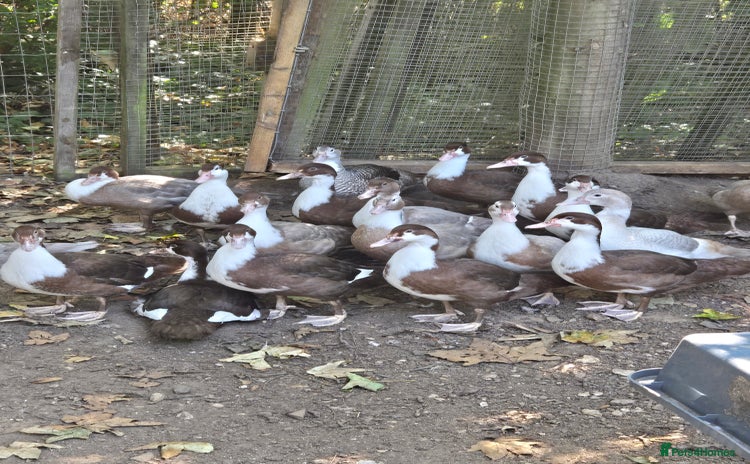 Ducks poultry - Advert 2