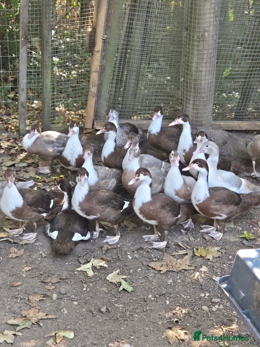 Ducks poultry for sale: Adult Muscovy Ducks Males and Females  - Image 1