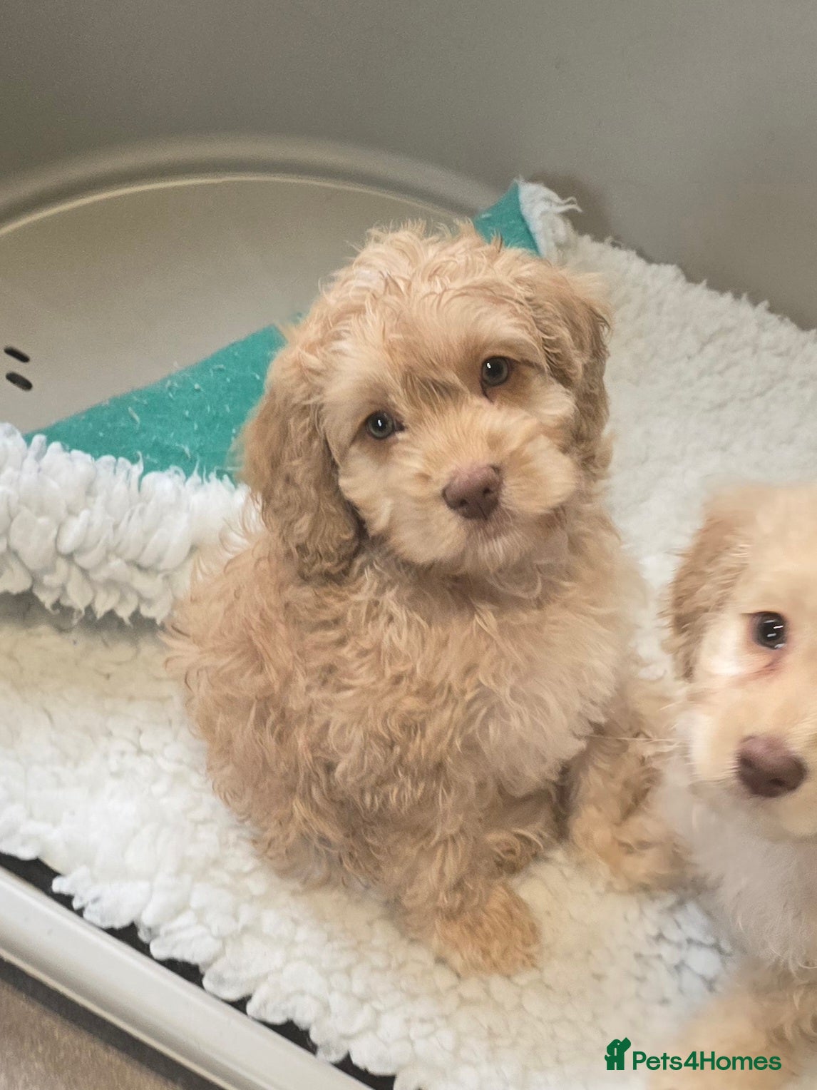 Cockapoo dogs F1 cockapoo puppies - extensive health tests - Advert 16