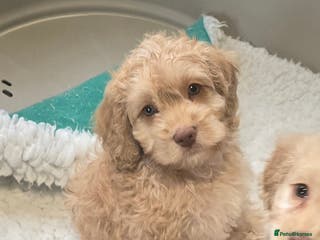 Cockapoo dogs F1 cockapoo puppies - extensive health tests - Advert 16