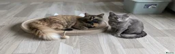 Maine Coon cats for sale: Maine coon kittens ready for new homes  in Carlisle - Advert 3