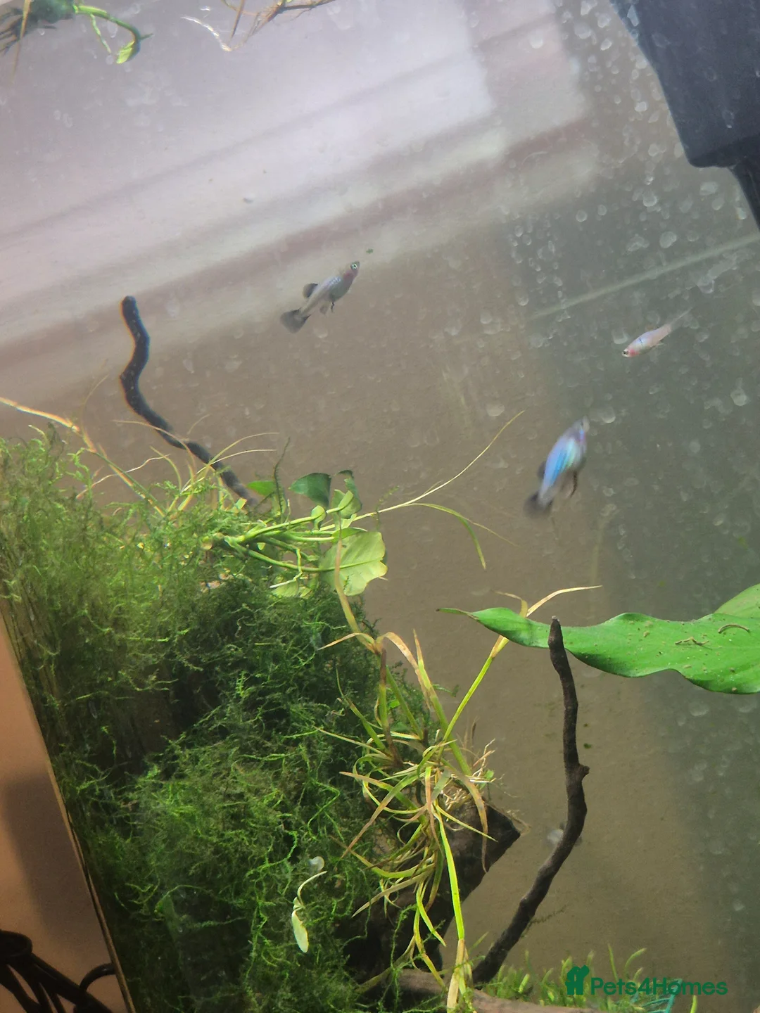 Platies fish for sale: Blue and Orange Platy Baby Fish - Advert 4