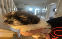 Shihpoo dogs for sale: Shihpoo puppies - Image 5