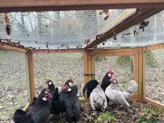 Chickens poultry Rosecombs - Advert 8