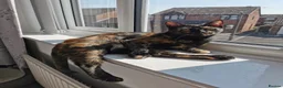 Domestic Shorthair cats for sale: Sweet Female Looking for a Quiet, Peaceful Home - Advert 3