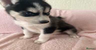 Siberian Husky dogs - Advert 5