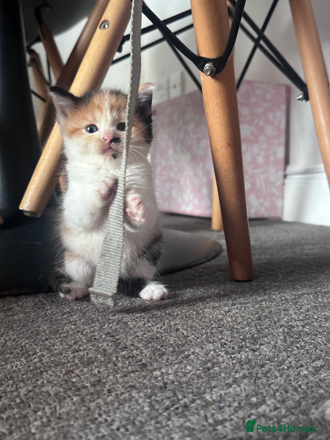 Mixed Breed cats for sale: 5 beautiful kittens for sale  - Image 3
