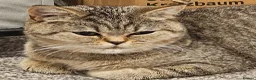 British Shorthair cats for sale: Active, gccf and tica registeted queen - Advert 8