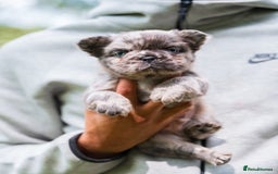 French Bulldog dogs for sale: FLUFFY HUSKY PRIME BIG ROPE MERLE PINK FRENCH BULL - Image 5
