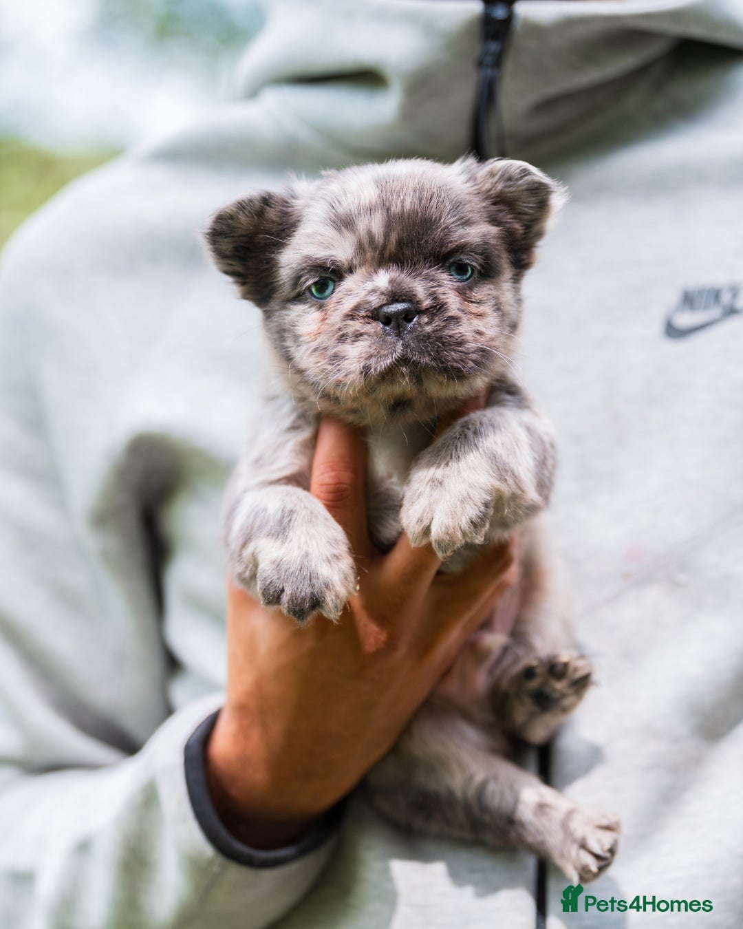 French Bulldog dogs for sale: FLUFFY HUSKY PRIME BIG ROPE MERLE PINK FRENCH BULL - Image 5