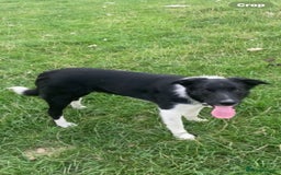 Border Collie dogs for sale: Border Collie  - Image 1