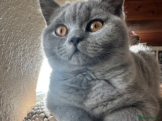 British Shorthair cats British Shorthair GCCF Registered Kittens - Advert 11