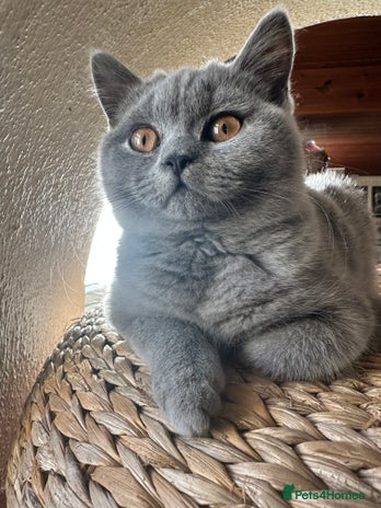 British Shorthair cats British Shorthair GCCF Registered Kittens - Advert 2