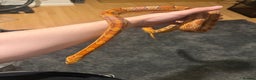 Corn Snake reptiles for sale: Rita and rody  - Advert 6