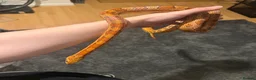 Corn Snake reptiles for sale: Rita and rody  - Advert 6