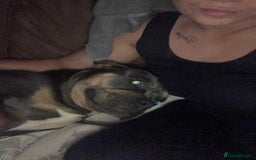 Mixed Breed dogs for sale: Poppy - Image 3