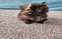 Scottish Fold cats for sale: Adorable Scottish fold Straight Ears Kittens  - Image 37