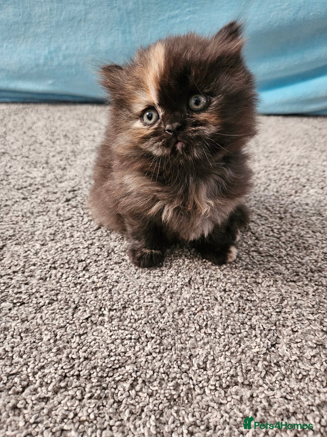 Scottish Fold cats for sale: Adorable Scottish fold Straight Ears Kittens  - Image 37