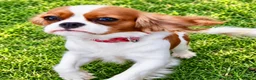 Cavalier King Charles Spaniel dogs for sale: ❤️🐾 THIS CUTIE IS LOOKING FOR HER FOREVER 🏠! 🐾 - Advert 7