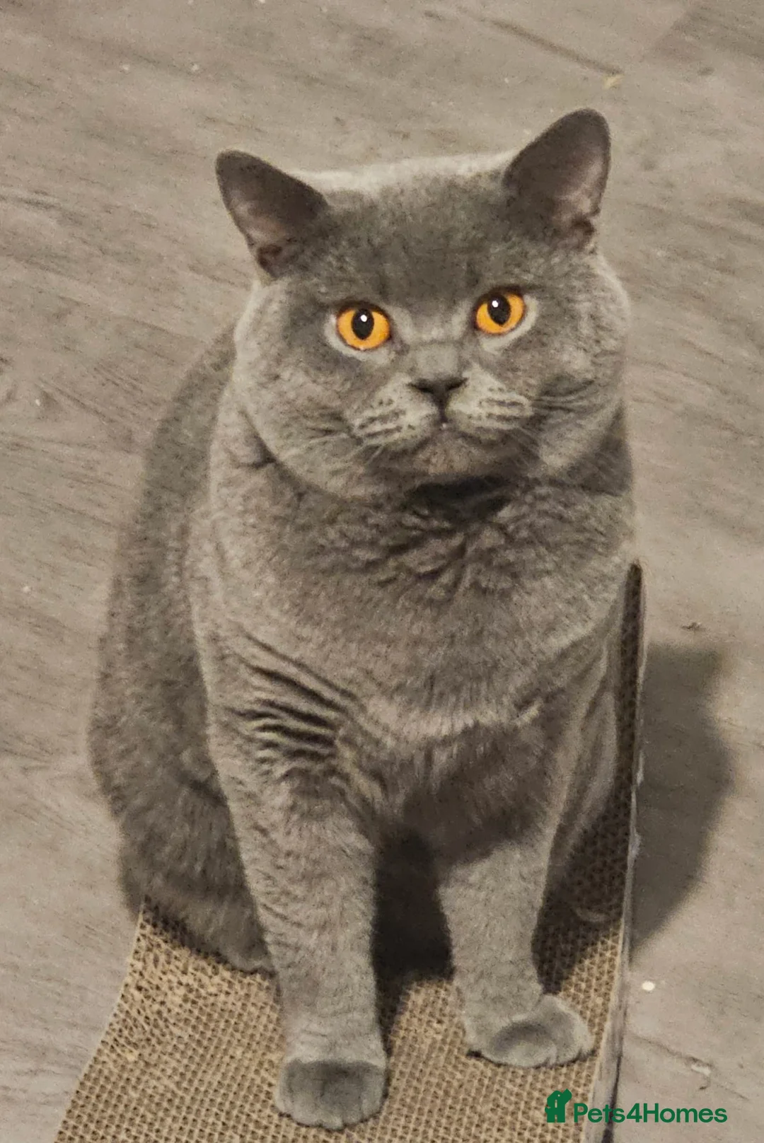 British Shorthair cats for sale: 💙Gorgeous Blue British Shorthair Kittens💙 in London - Advert 12