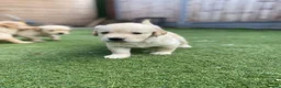 Golden Retriever dogs for sale: KC REGISTERED ®️ 5 STAR ⭐️ GOLDEN RETRIEVER 🐶  - Advert 19