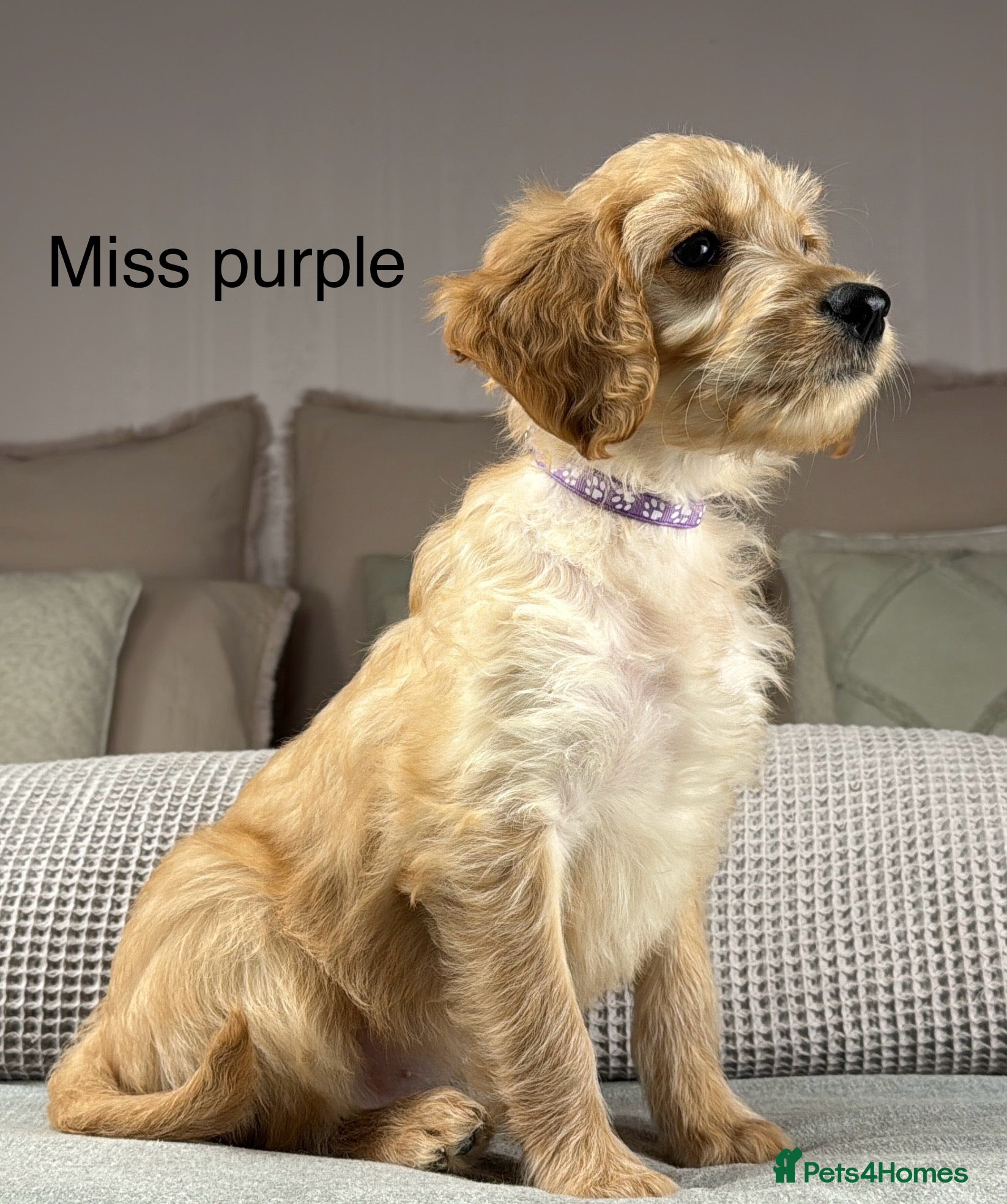 Goldendoodle dogs These will be stunning adults. Real head turners. - Advert 2