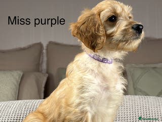 Goldendoodle dogs These will be stunning adults. Real head turners. - Advert 5