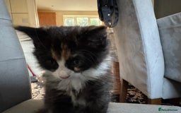 Mixed Breed cats for sale: Cute Kittens for Sale - Ginger, Grey and Black - Image 20