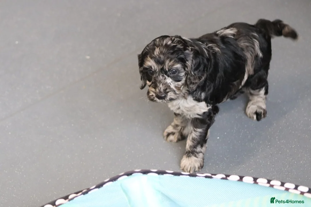 Cockapoo dogs for sale: F1 Cockapoo puppies for sale! - Advert 8