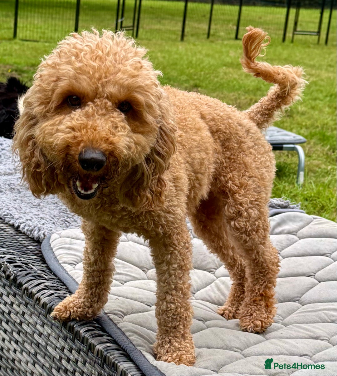 Cockapoo dogs for adoption: CoCo’s Story – Freedom After a Life of Cruelty - Image 2